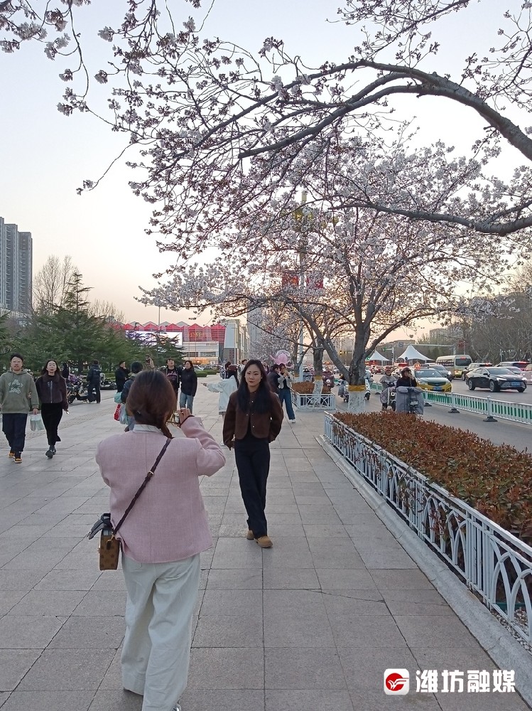 潍坊便民赏樱停车电子地图上线 9个停车场一键直达